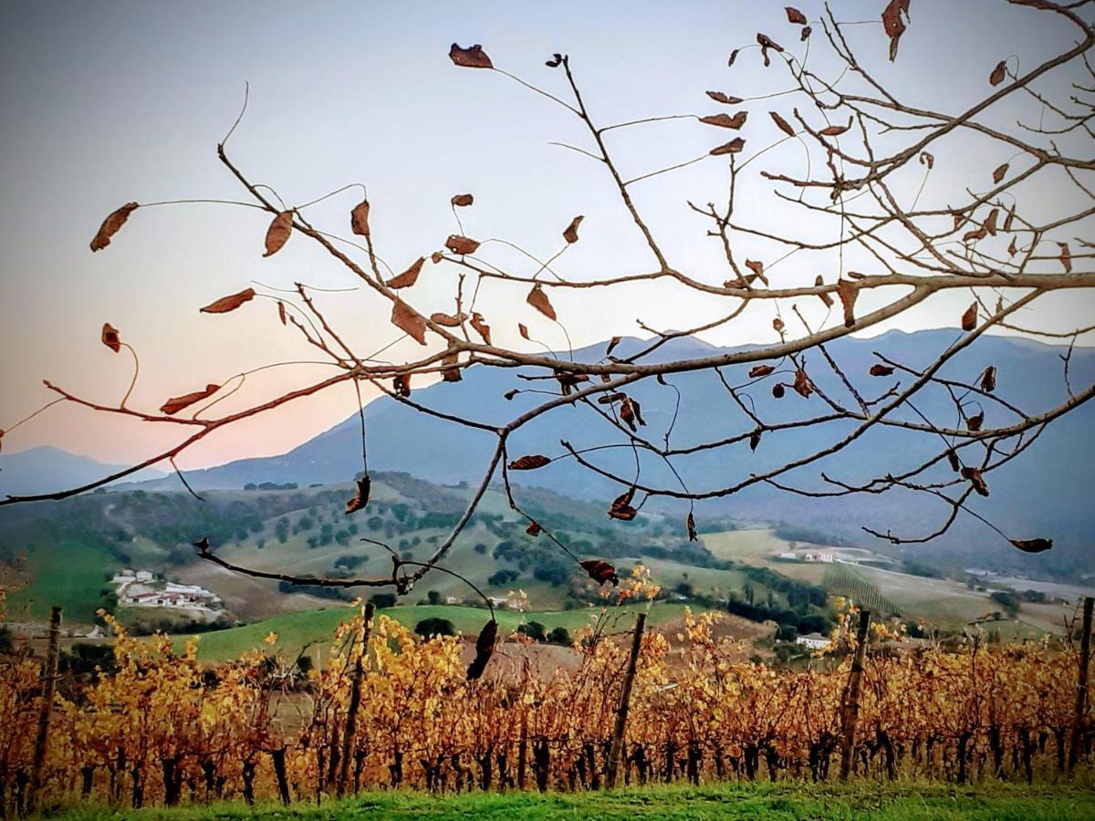 Tenuta Grimaldi Wine Resort 마텔리카 외부 사진